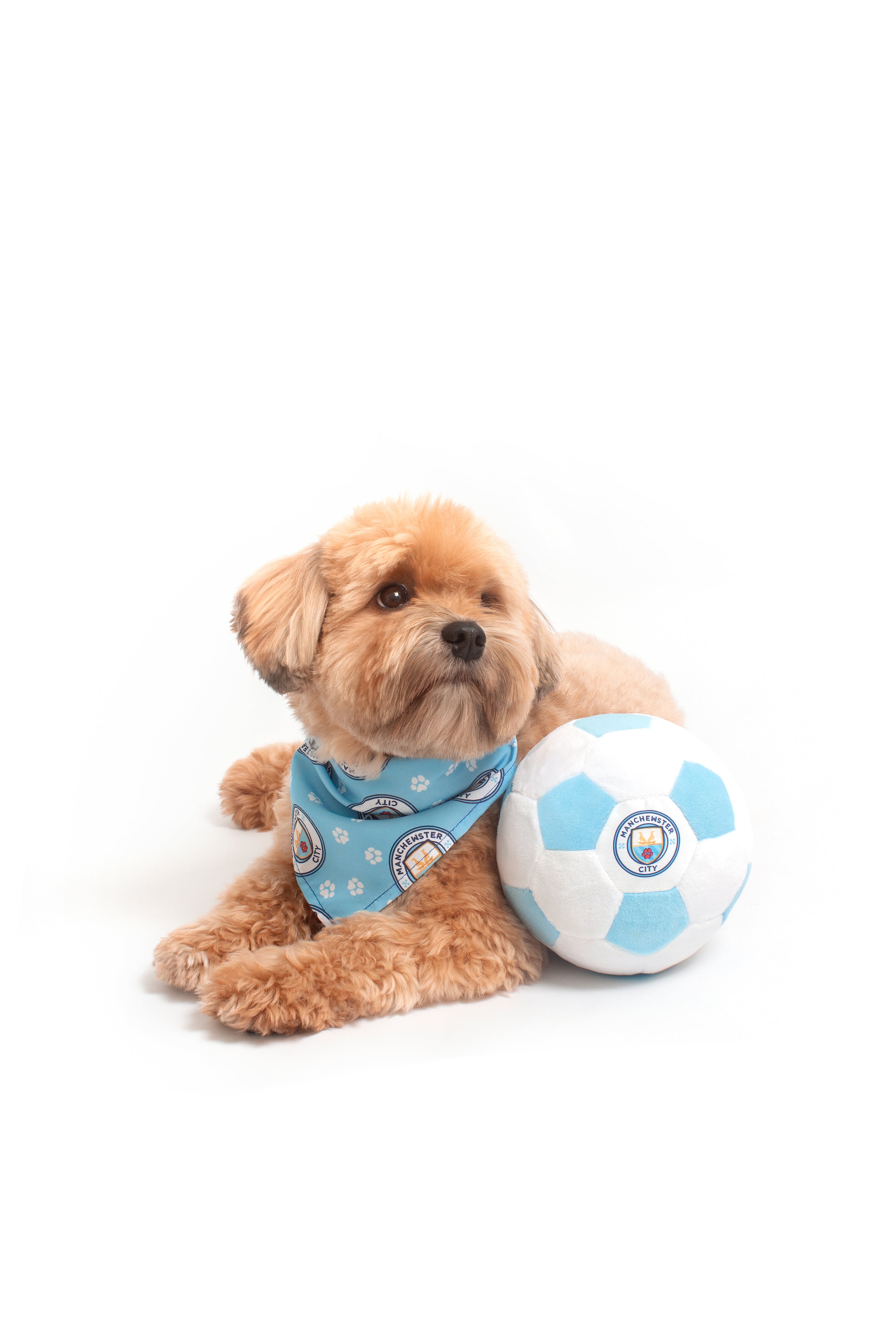 Small dog wearing a blue bandana with a Manchewster City logo, sitting next to a ball on a white background