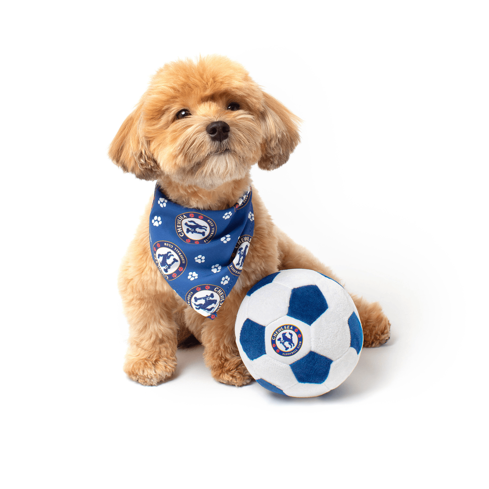 Model image of dog wearing a blue soccer dog bandana with Chelsea Football Club-inspired logo and paw prints with a Chelsea Football Club-inspired soccer ball dog toy on a white background