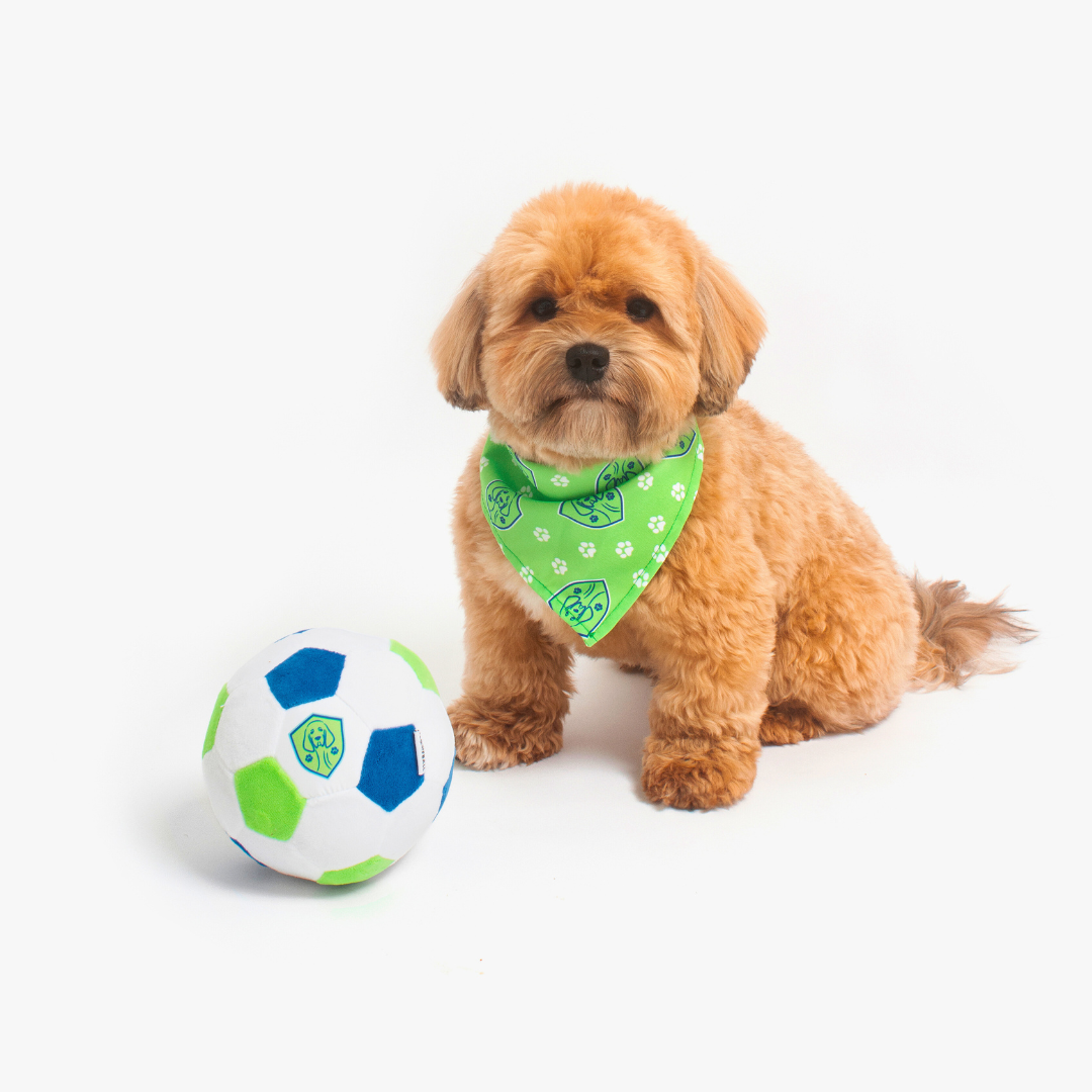 Small brown dog wearing a green bandana sitting next to a soccer ball on a white background