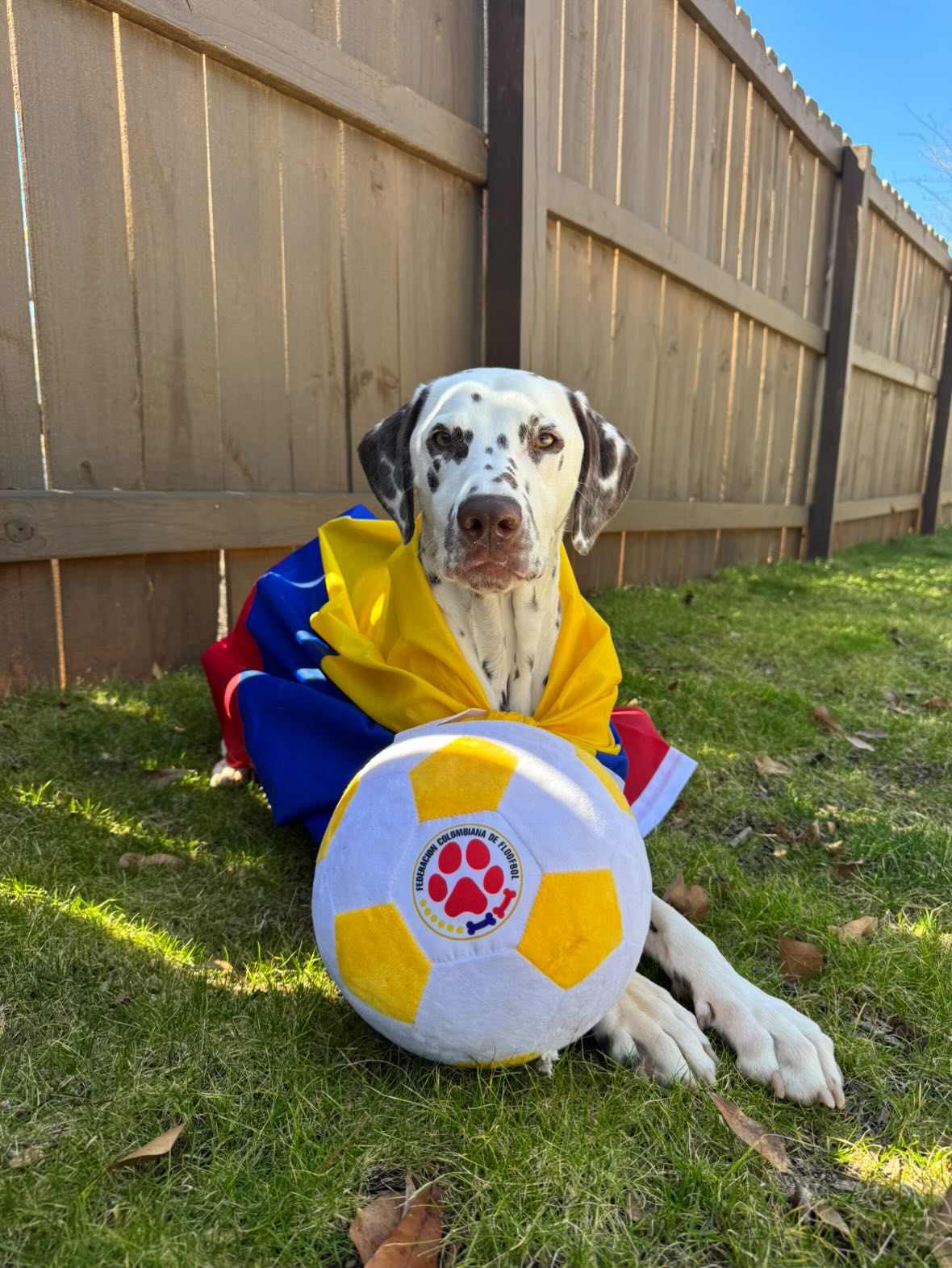 dog with Floofball Colombia soccer ball - sports gifts for pets