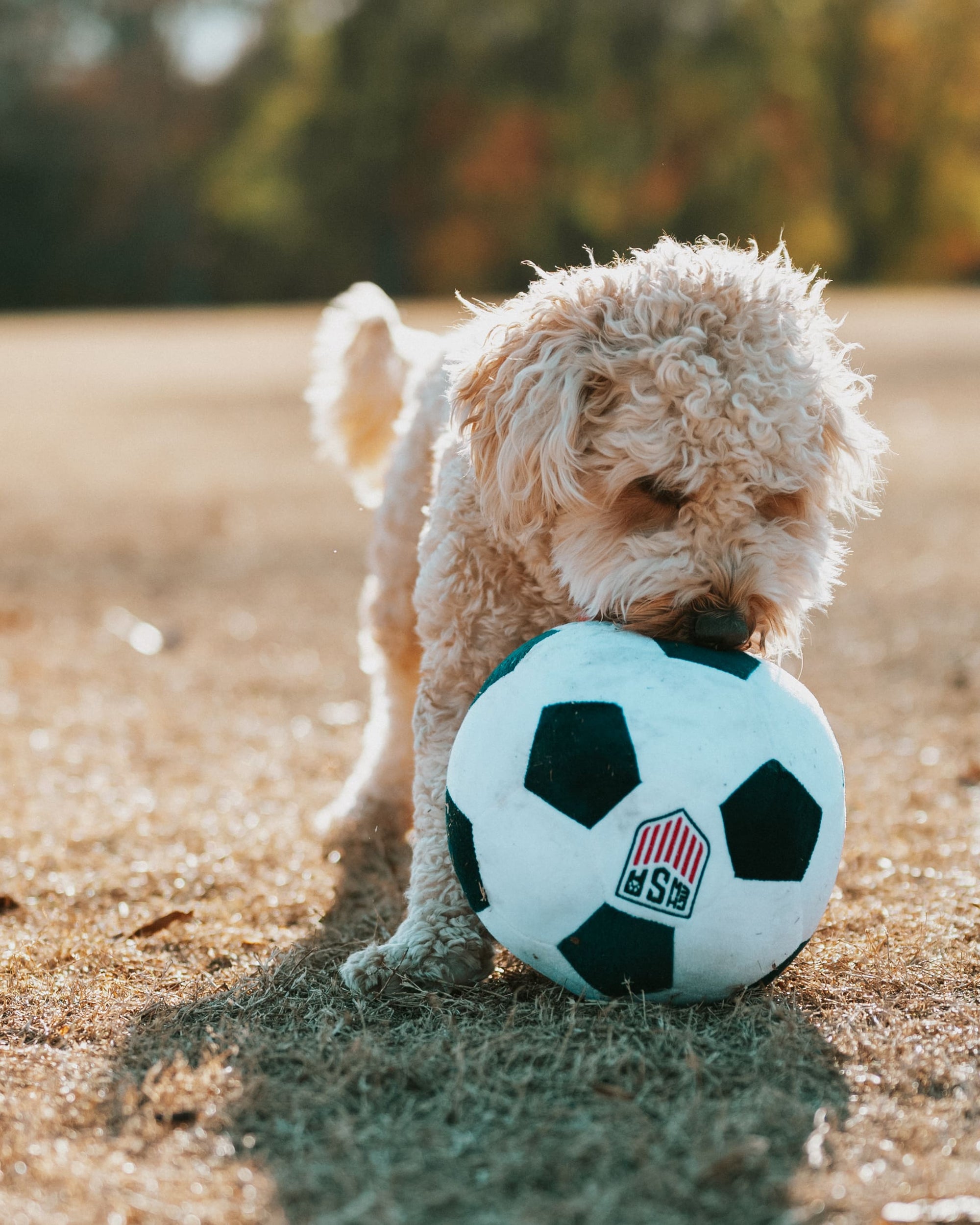Floofball ChewSA Plush Soccer Ball Parody Soccer Gifts for Pets