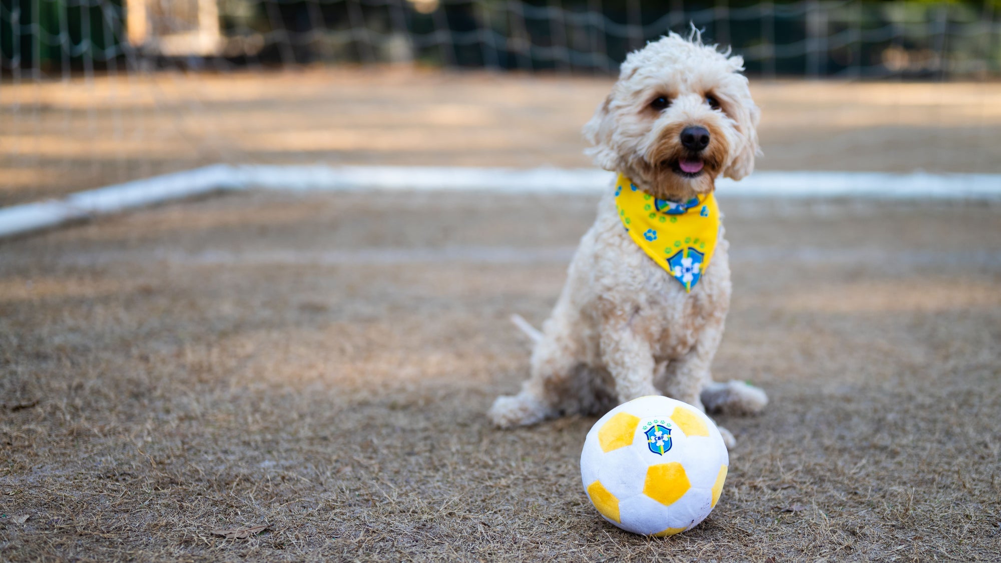 Gear Up for the Soccer Season: Floofball Accessories for Your Dog