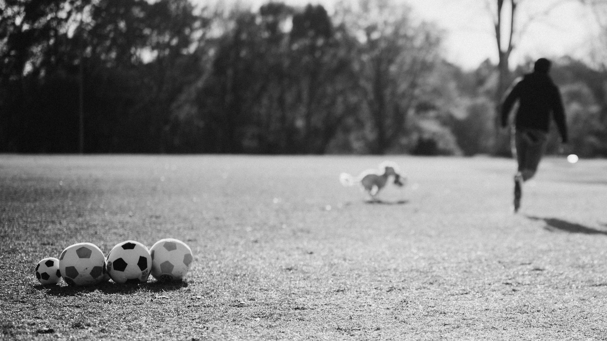 dog and human playing with soccer balls