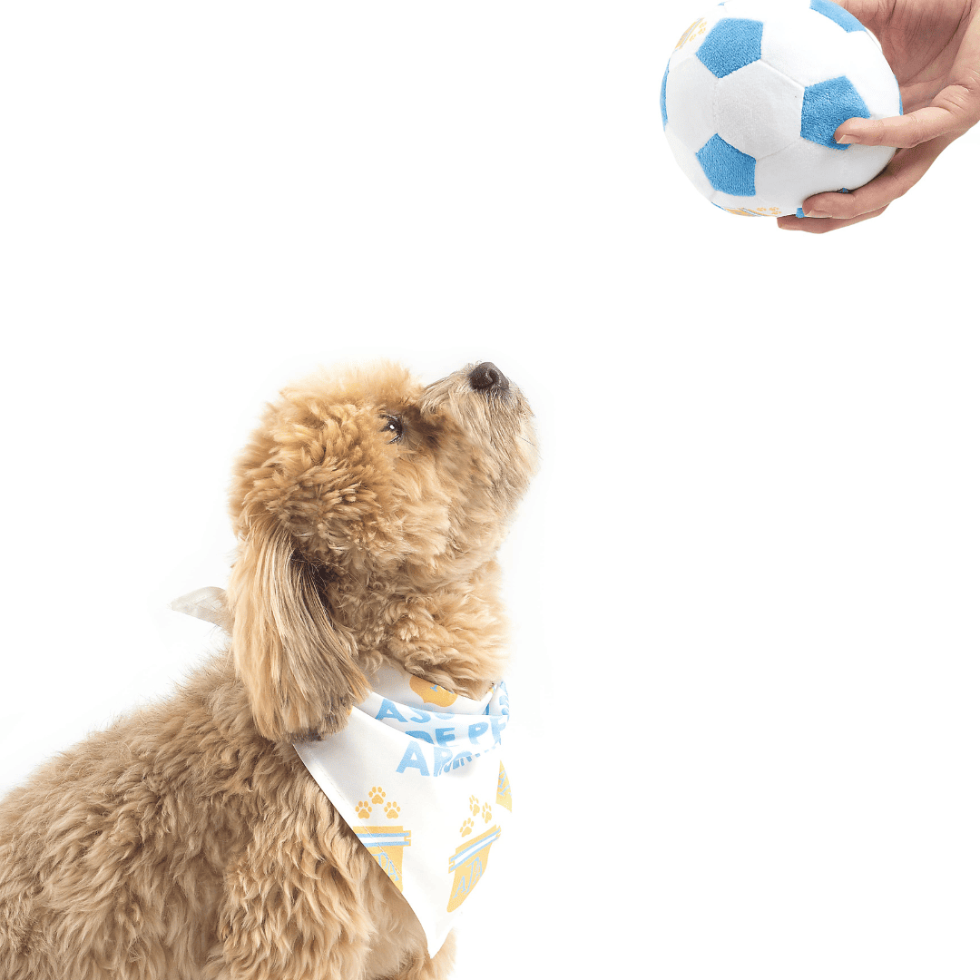 Argentina Bandana