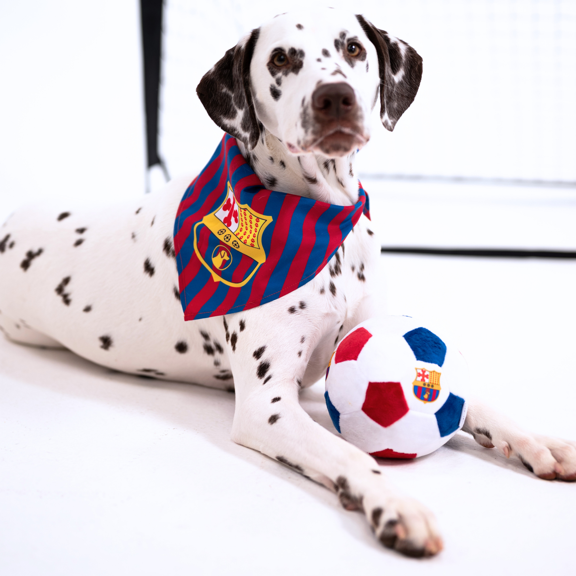 NEW: Barkcelona Ball