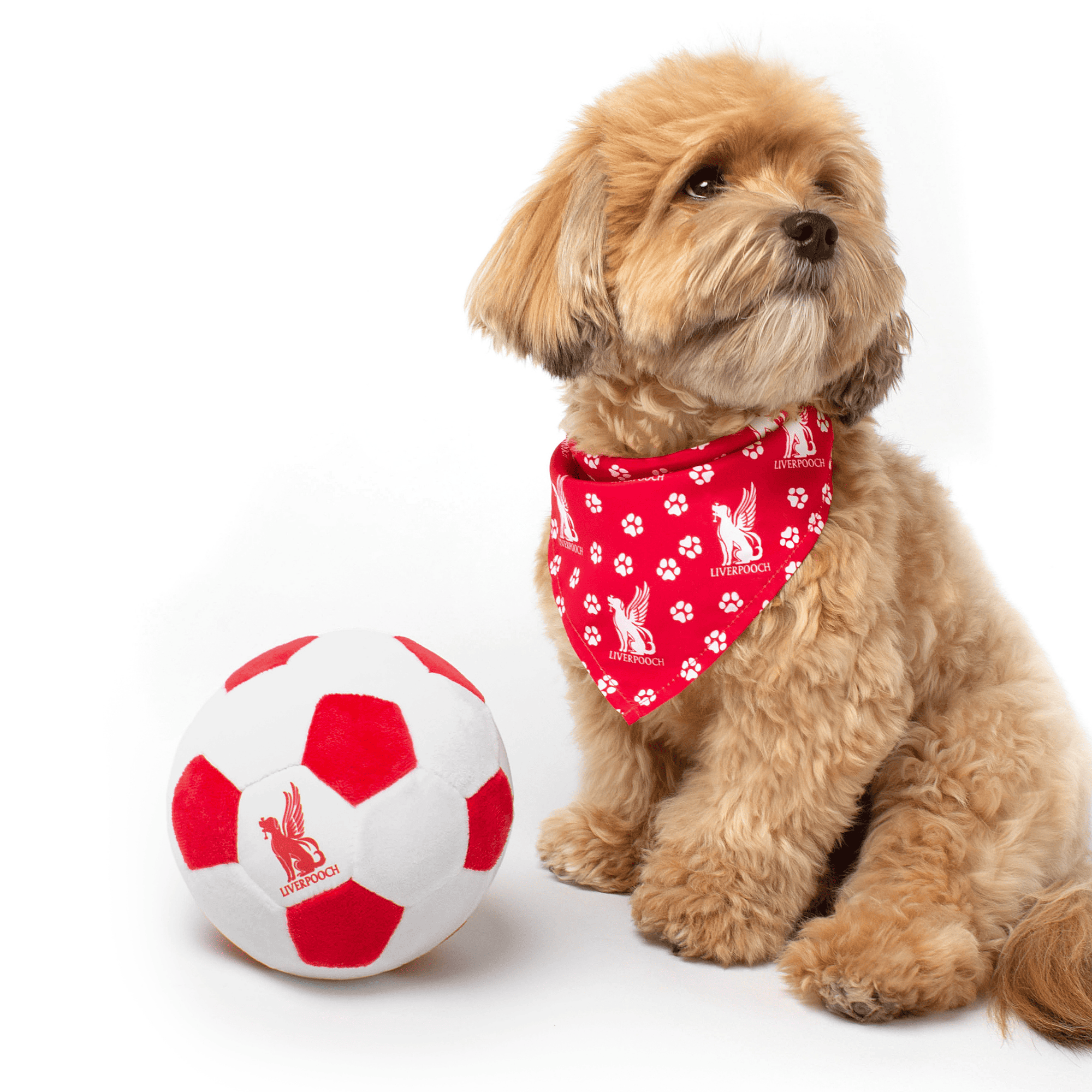 NEW: Liverpooch ball