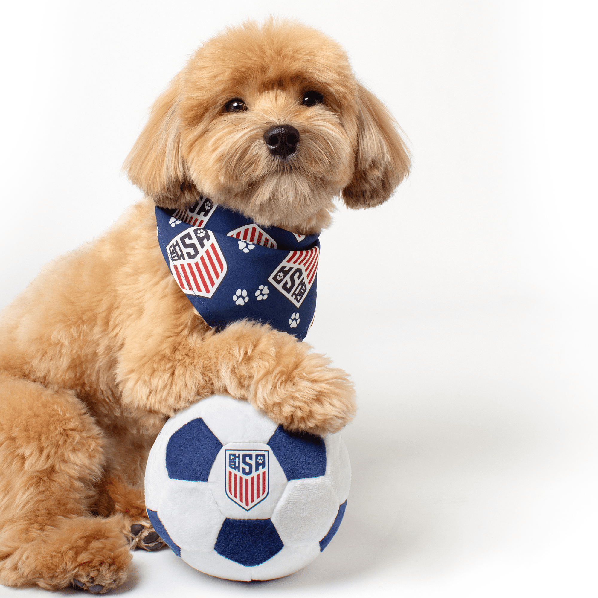 Dog wearing a ChewSA-themed soccer bandana holding a ChewSA soccer ball on a white background
