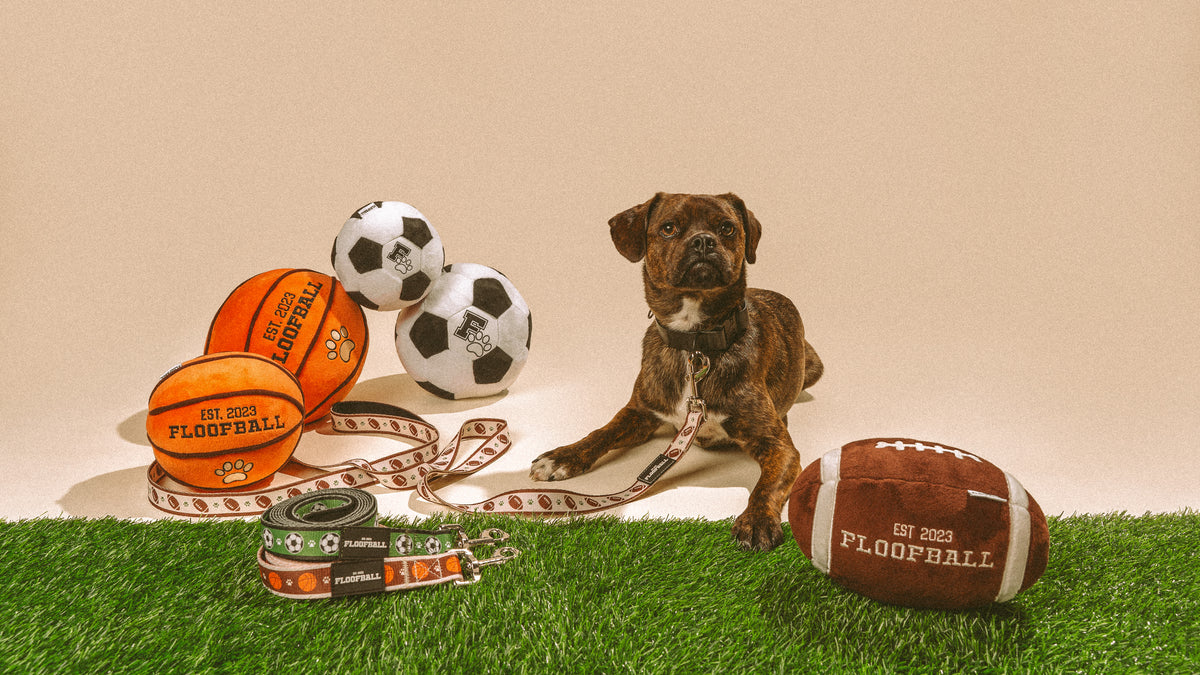 Dog posing with Floofball plush football, basketball, and soccer dog toys and matching sports-themed leashes on an indoor turf field.