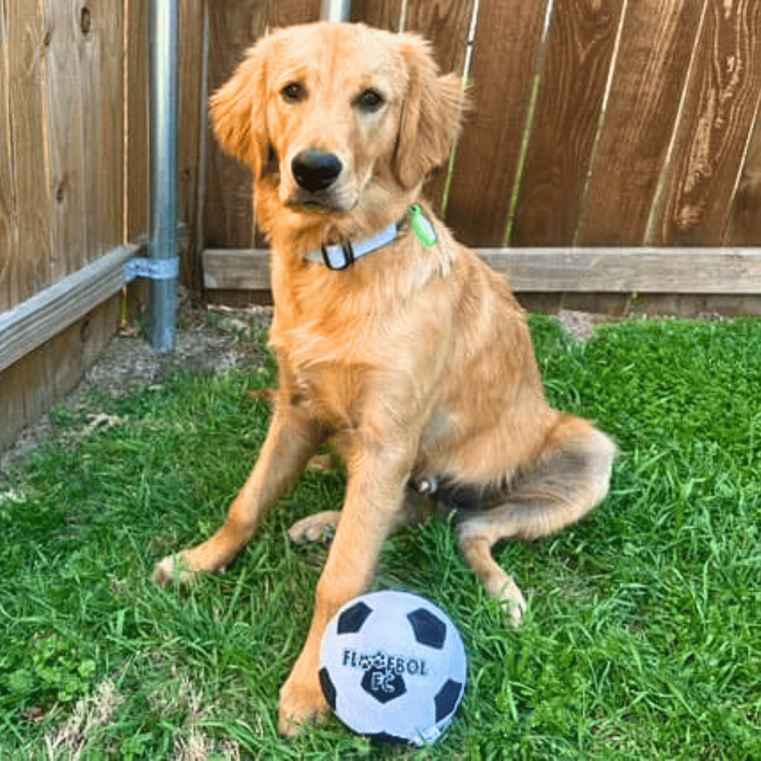 A plush soccer ball dog toy placed on the grass next to a golden retriever dog.