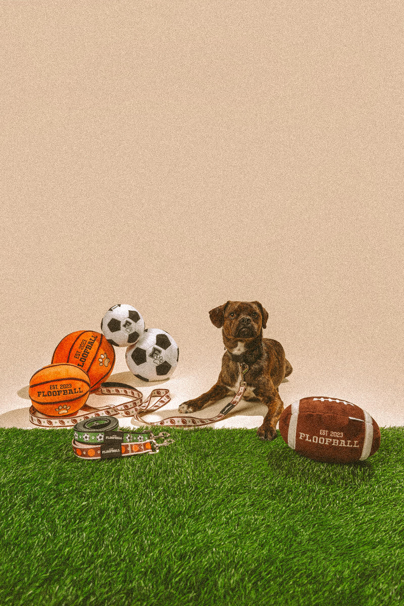 Dog posing with Floofball plush football, basketball, and soccer dog toys and matching sports-themed leashes on an indoor turf field.