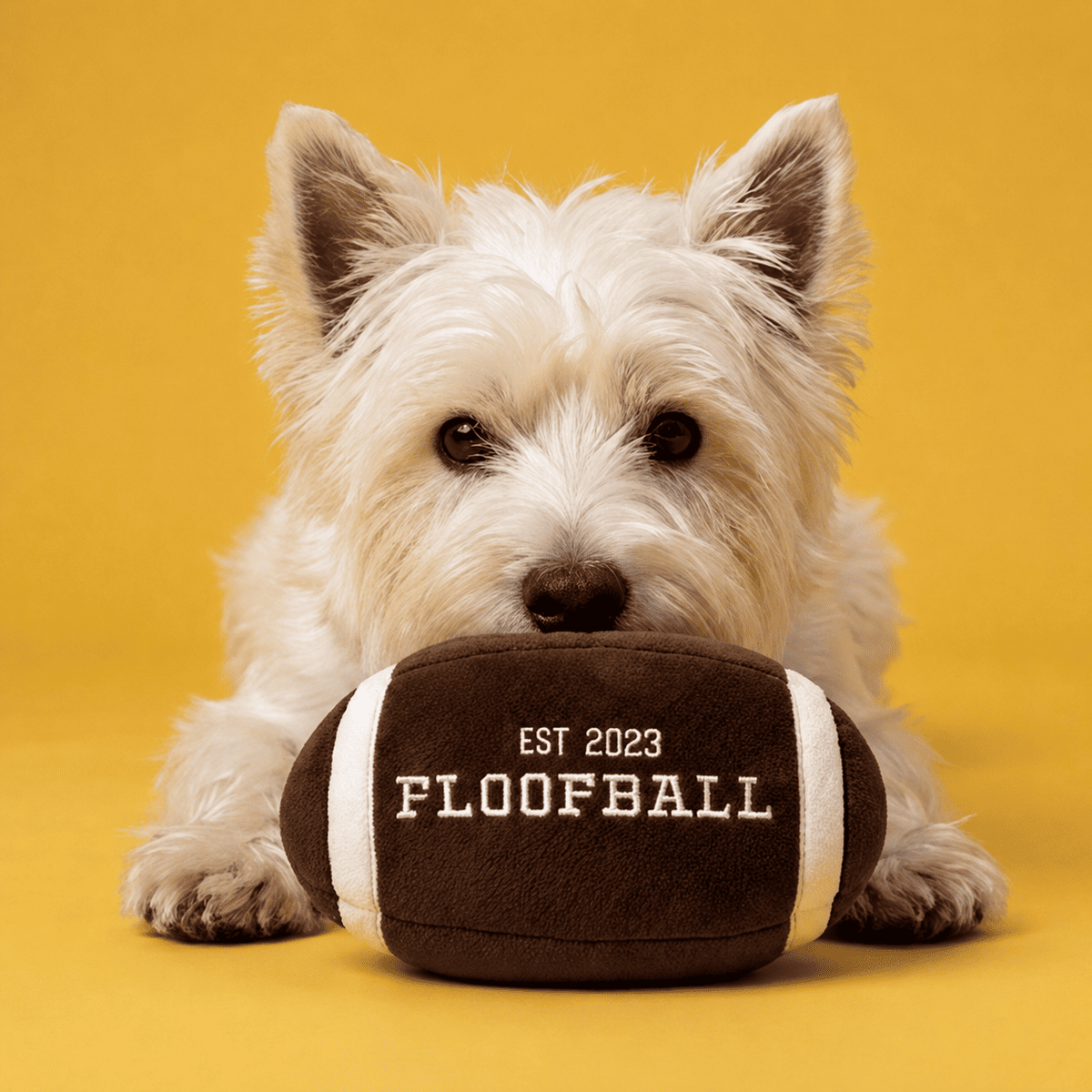 Small dog posing with the Floofball plush football dog toy on a yellow studio background.